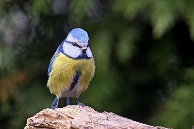 Close-up of bird perching on wood