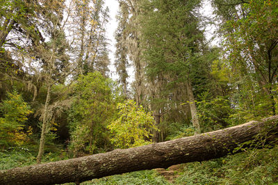 Trees growing in forest