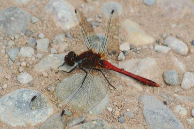 Close-up of insect