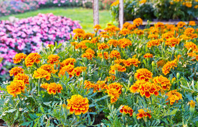 Fresh yellow flowers in garden