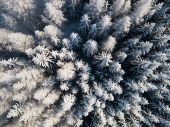 Full frame shot of frozen flowers