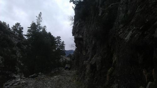 Trees against cloudy sky