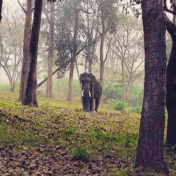 Trees in forest