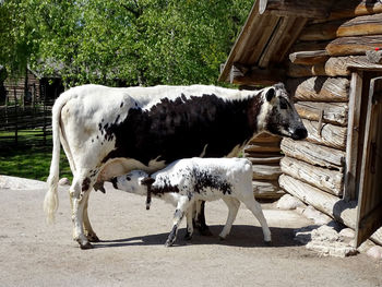 Horse in pen