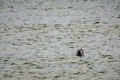 View of duck swimming in lake