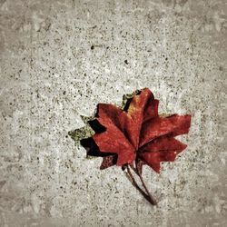 Close-up of maple leaves