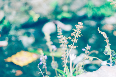 Close-up of flowering plants against blurred background