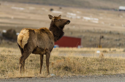 A startled deer. oh, she peed a little. 