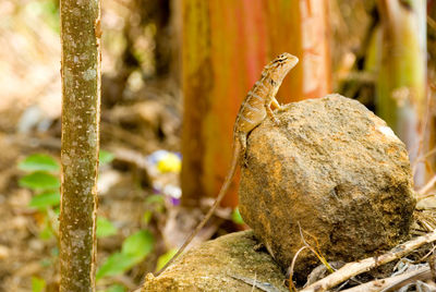 Close-up of lizard on land