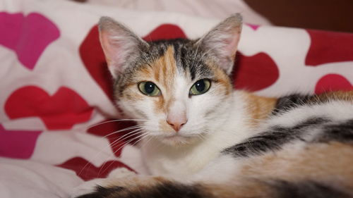 Close-up portrait of a cat