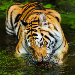 Close-up of a tiger