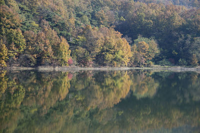 Reflection of trees in lake against sky