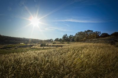 Scenic view of field against sky on sunny day