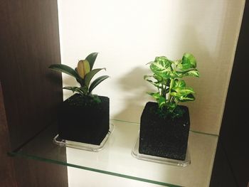 Close-up of plant on table at home