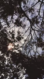 Low angle view of tree against sky