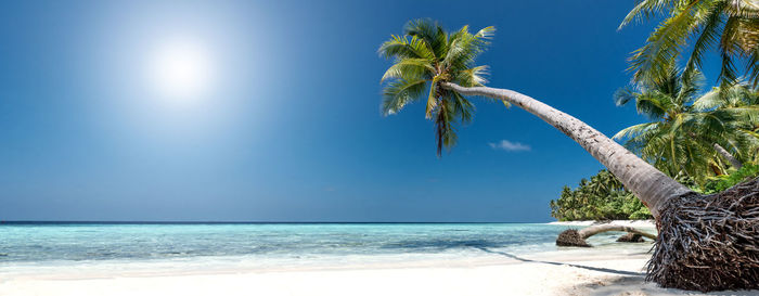 Tropical paradise beach with white sand and coconut palm trees