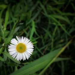 Close-up of white flowers blooming in field