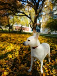 Dog walk golden autumn