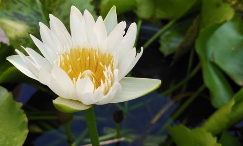 Close-up of white water lily