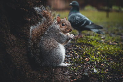 Close-up of squirrel on rock