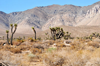 wilderness