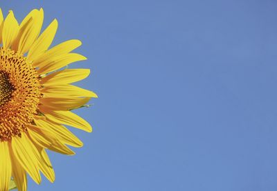 Close-up of sunflower against clear blue sky