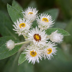 Close-up of white flowering plant