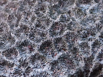 Full frame shot of frozen plants