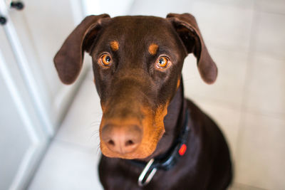 Close-up portrait of black dog sitting at home