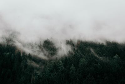 Scenic view of forest against sky during foggy weather