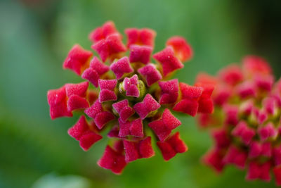 Close-up of pink rose flower