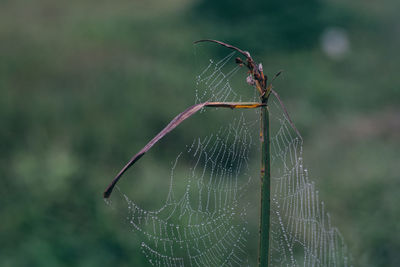 Close-up of spider on web