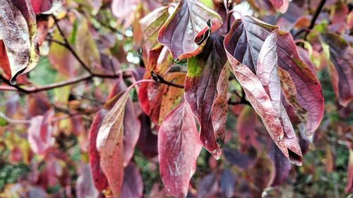 Close-up of dry leaves on tree