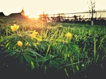 Sun shining through flowers in field