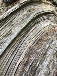 Full frame shot of tree trunk