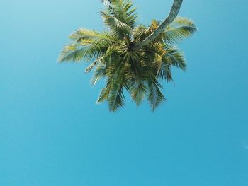 Low angle view of trees against clear blue sky