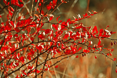 Close-up of red berries on tree during autumn