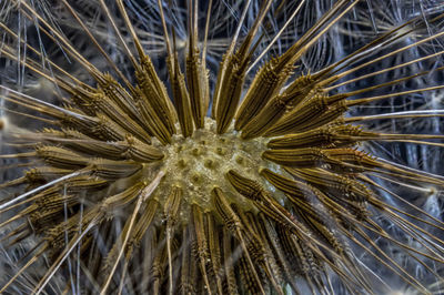 Close-up of dried plant