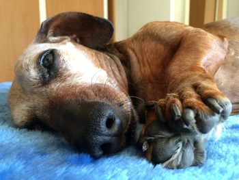 Close-up of a dog sleeping at home