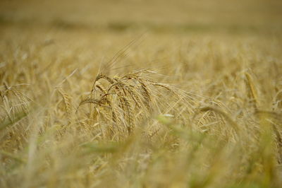 Close-up of wheat field