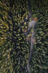 High angle view of road amidst trees in forest