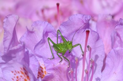 Close-up of insect on flowers