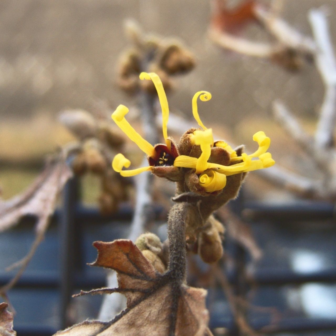 Witch hazel