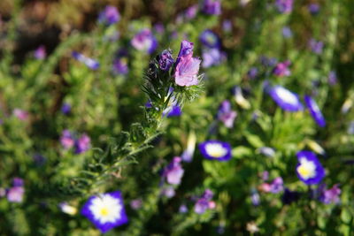 Close-up of purple flowering plant