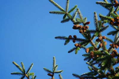 Low angle view of tree against clear blue sky