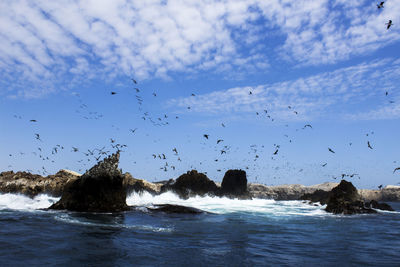 Huge flock of seagulls flying above the ocean