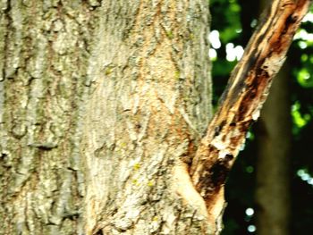 Close-up of lichen on tree trunk