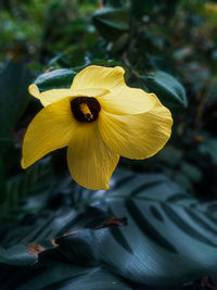 Close-up of yellow flowering plant