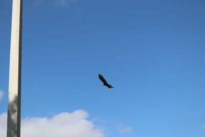 Low angle view of eagle flying against blue sky