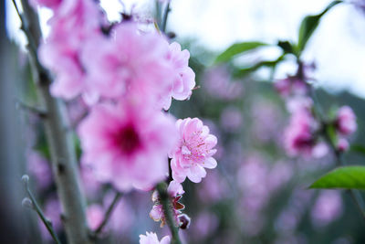 Close-up of pink flowers blooming on tree